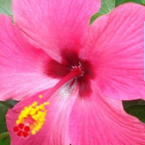 Meet your Posher, Janice